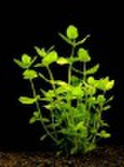 Bacopa Monnieri Extract