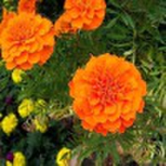 (Manufacturer)Marigold Extract ,Lutein 5-90% HPLC,