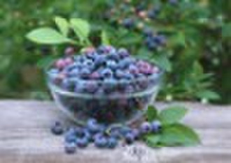 Bileberry Extract/Blueberry Extract--Anthocyanin 2