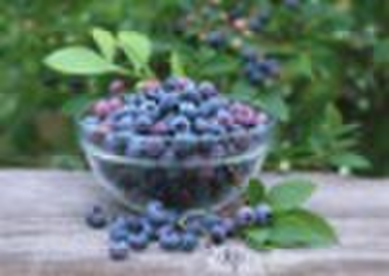 Bileberry Extract/Blueberry Extract--Anthocyanin 2