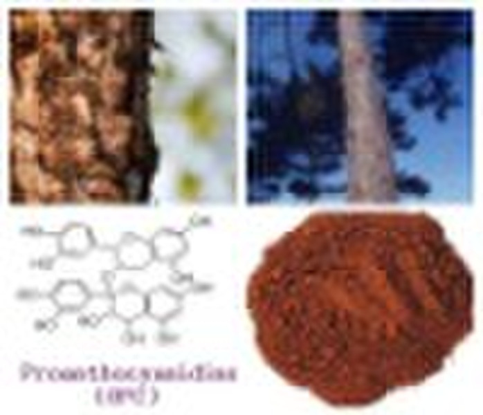Pine Bark P.E.--OPC(Proanthocyanidins ) 90%--99% b