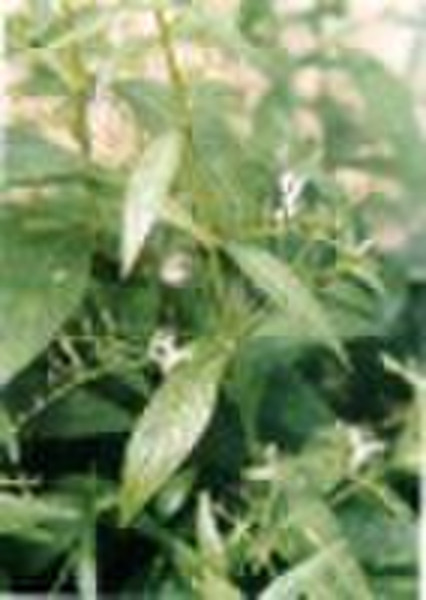 Andrographis Extract