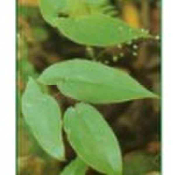 Epimedium Extract