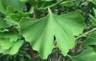 Ginkgo Biloba Leaf Extract