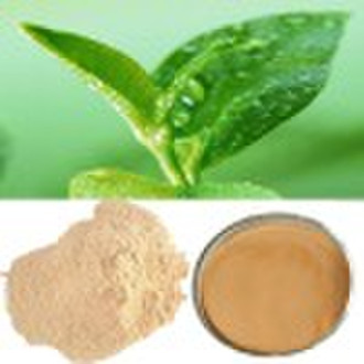 Green Tea Extract Tea Polyphenols