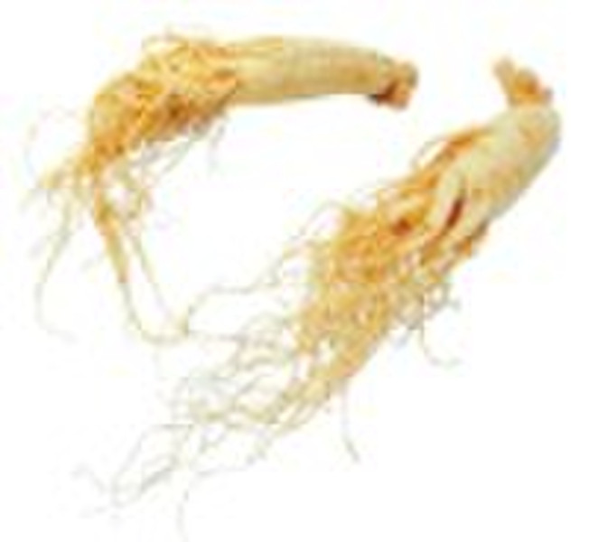 American Ginseng Extract Ginsenosides