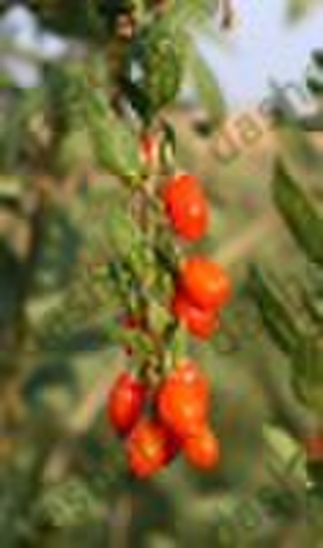 Wolfberry Fruit