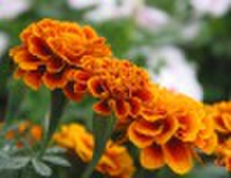 Marigold extract