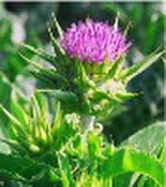 Milk Thistle Extract