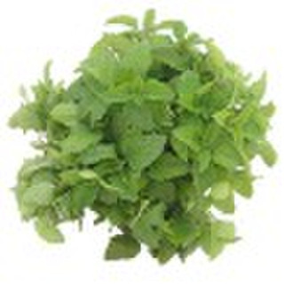 Lemon Balm P.E.flavones-(05)