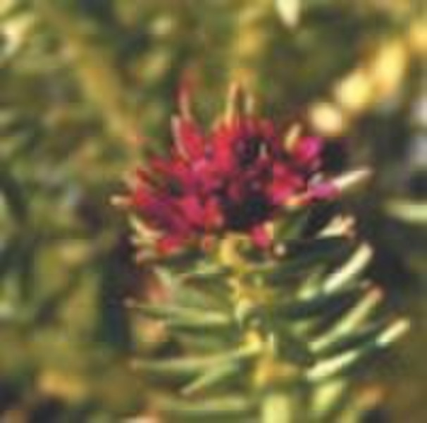 Rhodiola rosea L extract