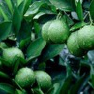 Citrus Aurantium P.E