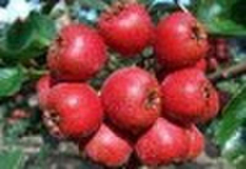 Hawthorn Berry Extract