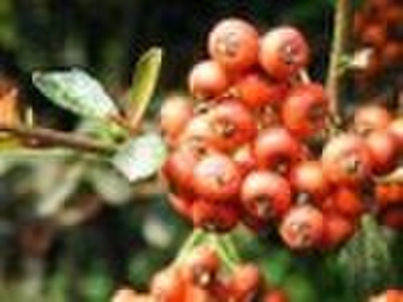 Lingonberry Fruit Powder