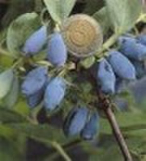 Blue Honeysuckle Fruit Powder