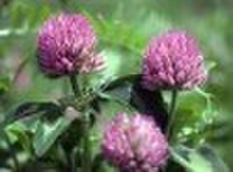 Red Clover 20% isoflavones