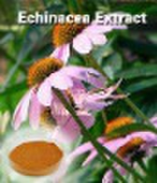 Echinacea extract with 4% polyphenols for health i