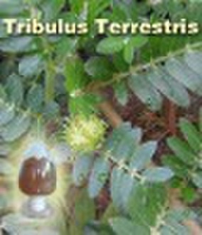 Tribulus terrestris extract