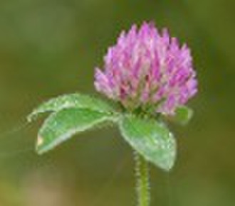 Red Clover P.E.