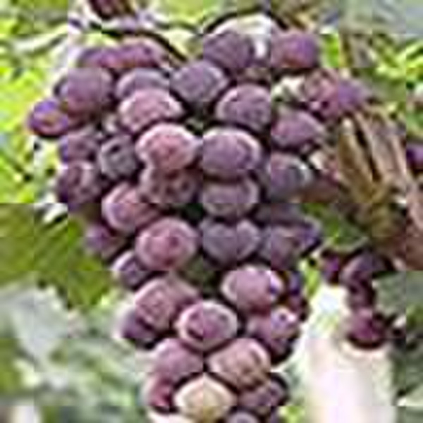 Grape Seed Extract (Plant Extract)