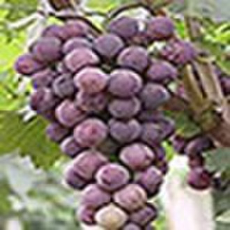 Grape Seed Extract (High ORAC Value)