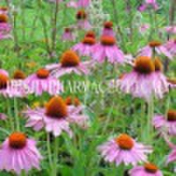 HPLC 97% Cichoric Acid