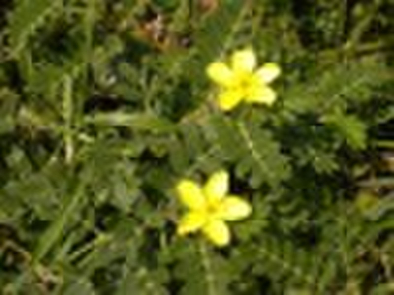 Tribulus Terrestris P.E plant extract