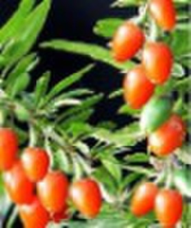 Organic Seabuckthorn Fruit Oil