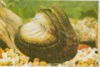 Hyriopsis cumingii Polysaccharide