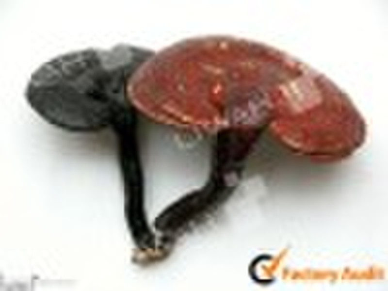 Reishi Mushroom P.E.