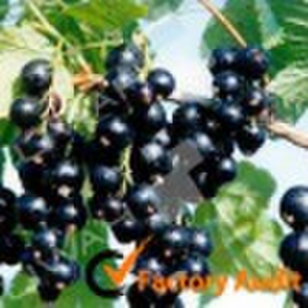 Black Currant extract powder