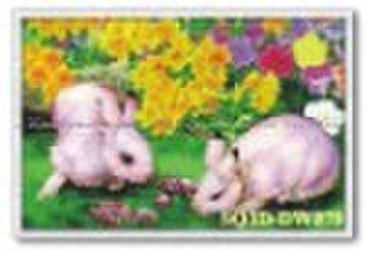 DW070,3D Rabbits Picture,Lenticular Picture of Rab