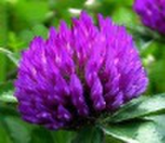 Red Clover