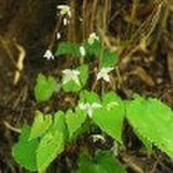 Epimedium P.E. 98%