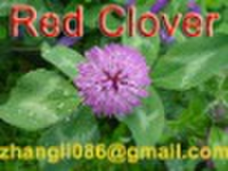 Red clover for estrogen