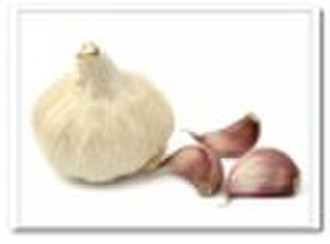 Garlic Extract