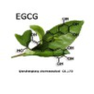 EGCG 95%,98%HPLC