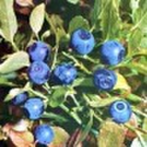 European Bilberry Extract