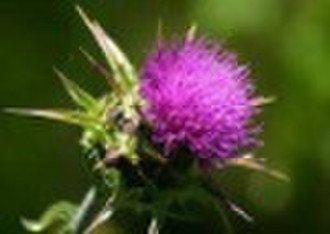 Milk Thistle Extract