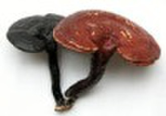 Reishi Mushroom P.E.