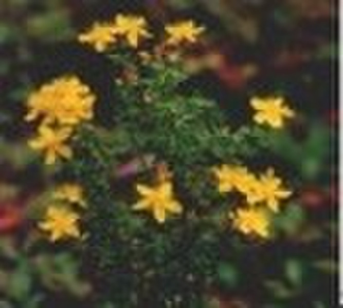 St. John's Wort P.E.