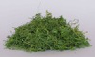 jiaogulan,jiaogulan herb,jiaogulan tea,tea,herbal