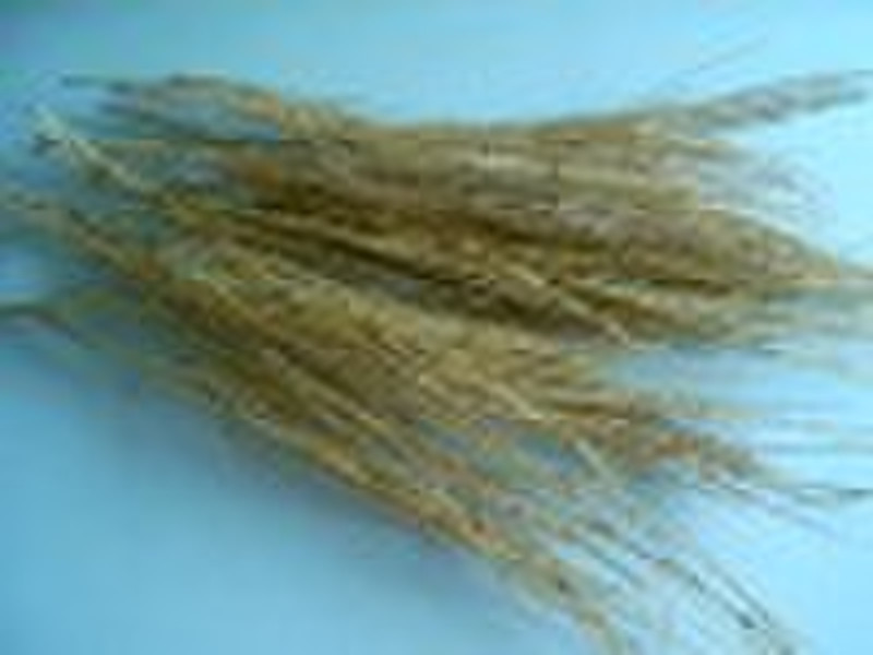 Natural ephedra grass