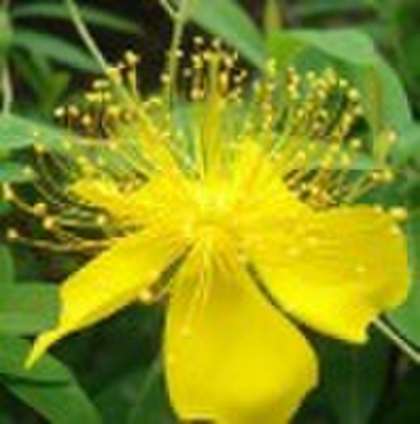 St. John's Wort P.E.