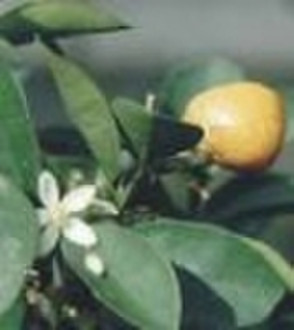 Citrus aurantium Extract