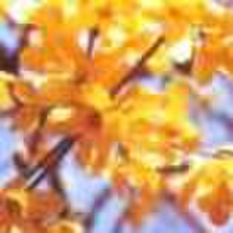 St. John's Wort Extract