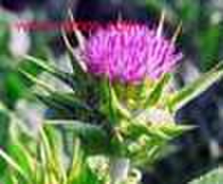 Milk Thistle Extract