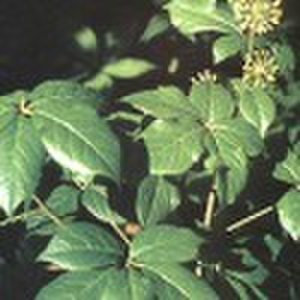 Siberian Ginseng Extract