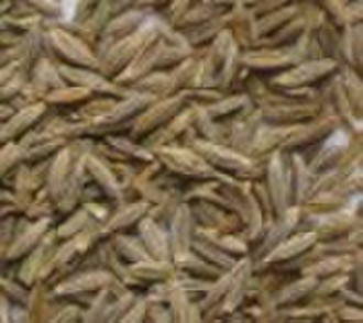 Cumin Seed (crop 2010)