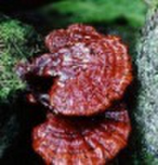 Ganoderma lucidum Extract